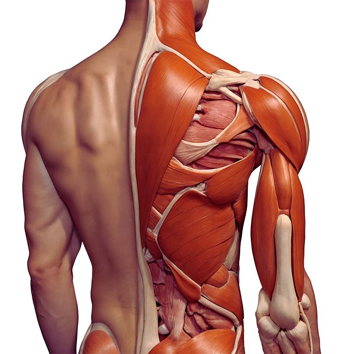 Shouldering Your Rotator Cuff Pain